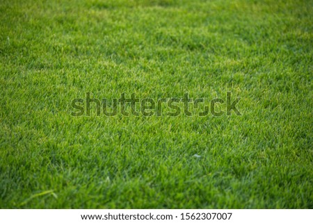 Green grass texture background. green
