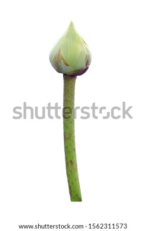 Lotus buds on a white background