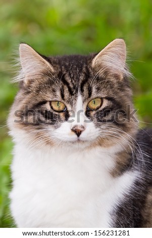 beautiful kitten with bright colorful eyes on a green background