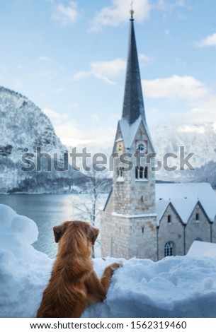 Dog in nature winter. red Nova Scotia Duck Tolling Retriever in the mountain town of Hallstatt in Austria.