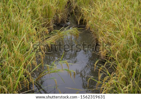 Puddle of water in the field,Wet weather concept shows 