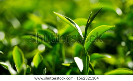 Closeup fresh green tea leaves. Green tea bud and fresh leaves in the tea plantations.