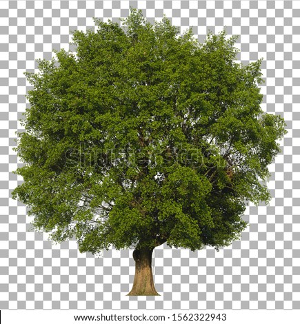 Tree isolated on transparent background. Clipping path included

