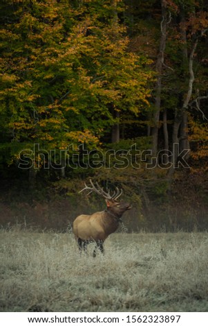 Bull elk walking in the field close at the edge of the woods.