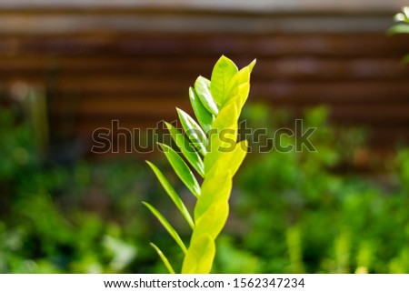 Zamioculcas zamiifolia leaves, zunzibar gem or emerald palm plant (Thai kwak morakot sacred tree)
