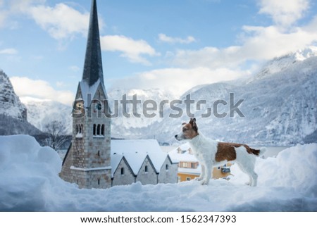 Dog in nature winter. sweet Jack Russell Terrier in the mountain town of Hallstatt in Austria.