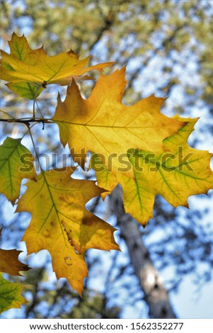 Autumn leaves on the oak tree
