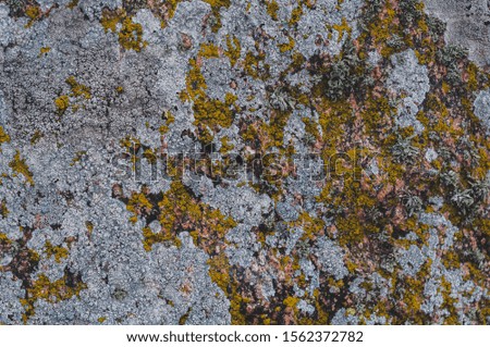 Surface of rock is covered with colorful lichen. Background from gray-green and brown-green lichens and mosses. Microorganisms in nature living on stones. Close-up. Horizontal photo. Outdoors.
