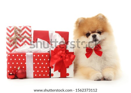Pomeranian dog with gift boxes and baubles isolated on white background