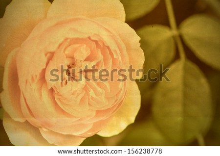 retro-styled image of rose flower with vintage texture effect, for valentine or mother day