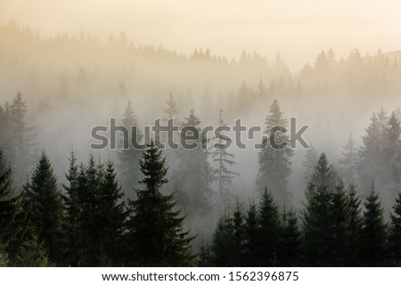Fog above pine forests. Misty morning view in wet mountain area. Detail of dense pine forest in morning mist.
 Royalty-Free Stock Photo #1562396875