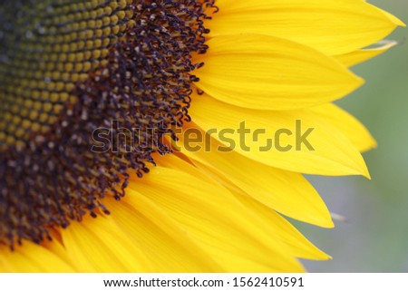 Inflorescence of a Sunflower (Helianthus annuus), petals and seedhead, detail, North Rhine-Westphalia, Germany