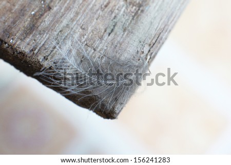 Feather on grey wooden background 