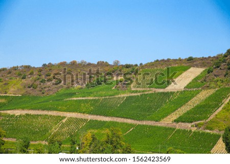 Terraced vineyard along the Rhine River in Germany