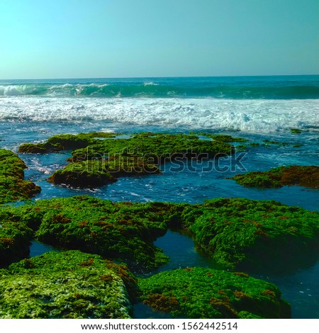 View seaweed on the beach