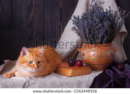 Cat lying on a table near a book and a bouquet of lavender closeup.