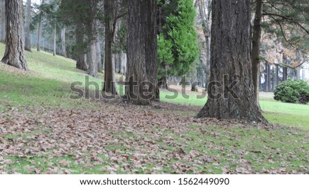 picture  of the trees in the  local park