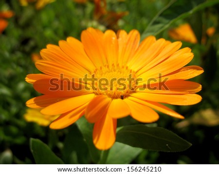 This is summer  blossoming of  calendula (marigold) flowers                            