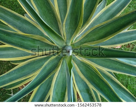 The green and yellow color composition of the Agave desmettiana variegata leaves give the impression of a vintage and retro style, view from the top with horizontal position.