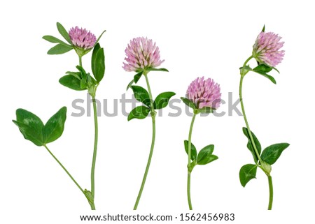 Clover flowers isolated on white.