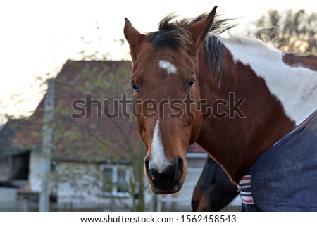 Beautiful horse on a farm outdoors in autumn