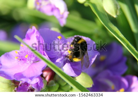 Summer. Bumblebee sits on a purple flower
