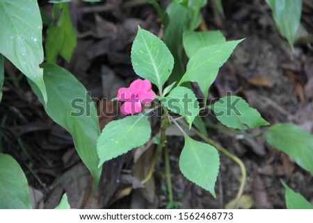 plant with green leaves and pink flower