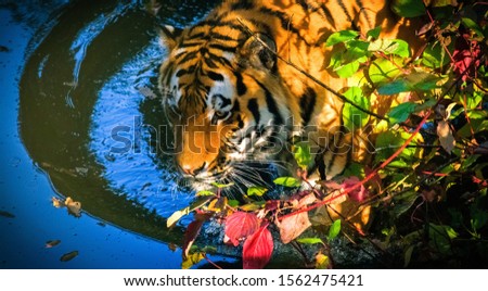 picture of tiger swimming in the water