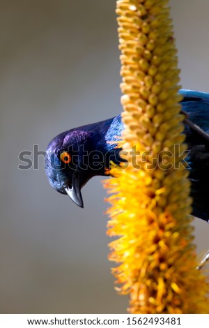 Cape Glossy Starling (Lamprotornis nitens), on the Skirt Aloe (Aloe alooides),Kruger National Park, South Africa.