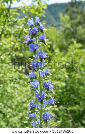 Summer in the wild blooms Echium vulgare in blue