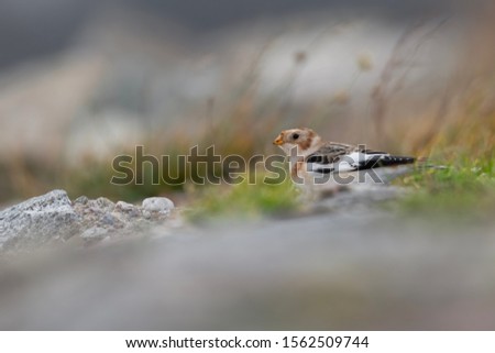 Snow bunting (Plectrophenax nivalis) feeding in the grass and resting during migration. Czech Republic