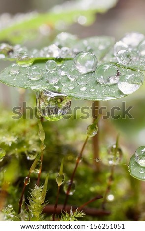 reflections of a forest in drops forest clover