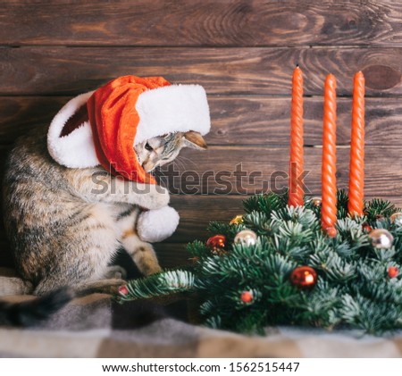 Cute tabby ginger cat playing with Santa Claus hat near Christmas decoration on a wooden background.