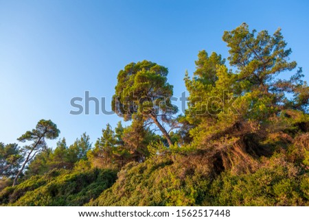 Beautiful huge green trees growing at high hill outside in Greece. Horizontal color photography.