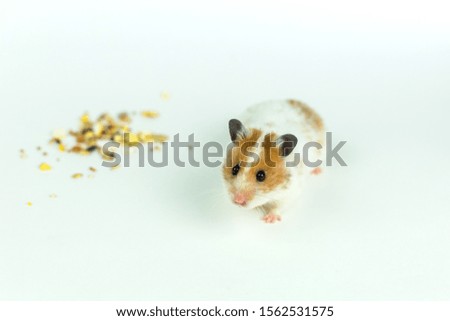 Little cute adorable hamster with food on isolated background