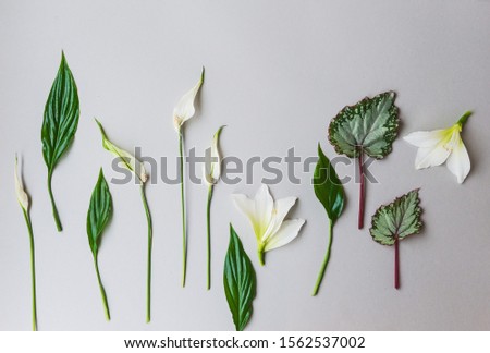 Leaves and flowers of indoor plants on a gray background