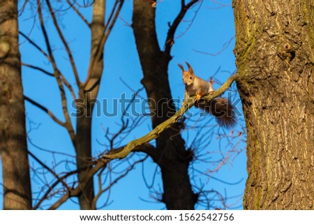 squirrel on a tree branch against a blue sky