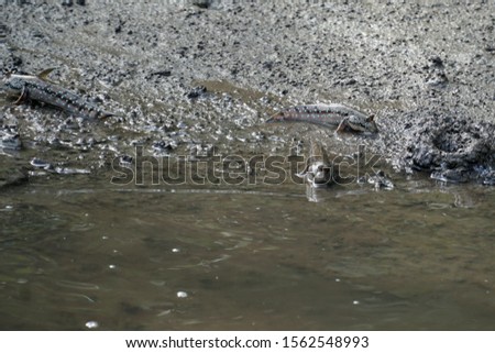 picture showing some grey polliwogs at the river bank on langkawi in malaysia,