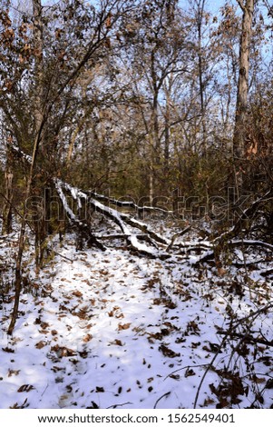 The forest floor at Case Eagle Park in Rochester Wisconsin on a November day. The autumn scene is perfect for tracking during hunting season with a light cover of shallow snow. Good to track and trek.
