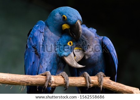 Loving Blue Hyacinth macaws sitting on the branch. Animal love. Royalty-Free Stock Photo #1562558686