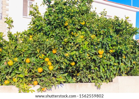 Mandarin oranges growing on tree in Cyprus. Unripe fruit. Mandarin fruitlets. Bunch of ripe mandarins in mandarin orange tree. Bright close up image of delicious fresh fruits. Yellow green fruits
