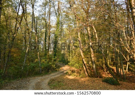 Rural road in the forest. Autumn colors of the trees. Fall leaves on the ground. Autumn landscape.