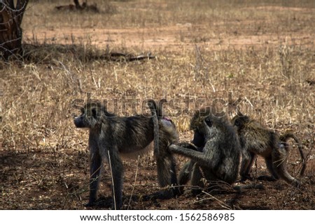 Baboon family in African Savannah