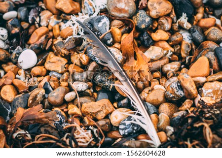 Abstract feather on beach pebbles 