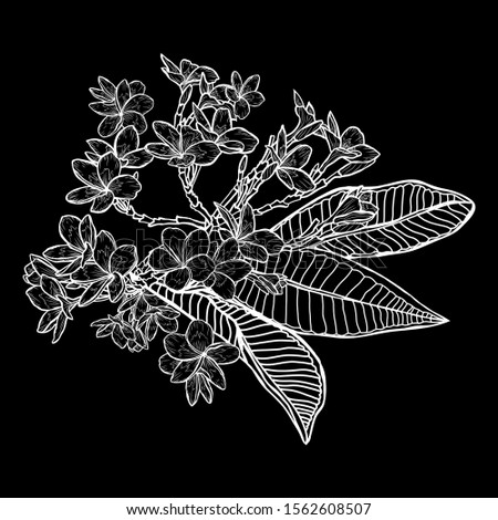 Decorative hand drawn plumeria  flowers, design elements. Can be used for cards, invitations, banners, posters, print design. Floral background in line art style