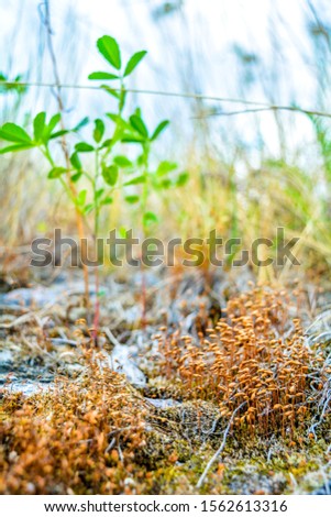 Close-up of orange seed capsules of ordinary moss among dry and green grass on green blurred background. Microscopic landscape of propagating wild moss and grass plants