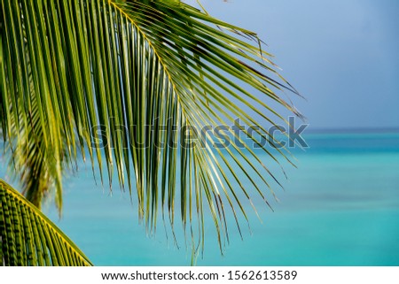 Green palm leaf of coco palm tree on blue sky background. Tropical nature photo. Tropical sky view. Coco palm leaf closeup for summer backdrop. Exotic island vacation banner template. Green palm leaf