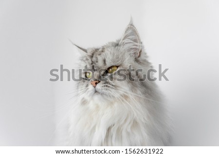 cat sits on a white background. portrait of a cat. different emotions in a cat