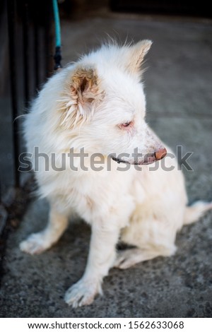 white fluffy dog on the street