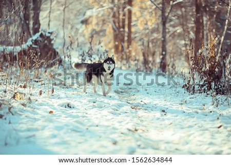 funny husky runs through the forest in winter, a walk in the frosty snowy forest, a cute husky in the winter landscape